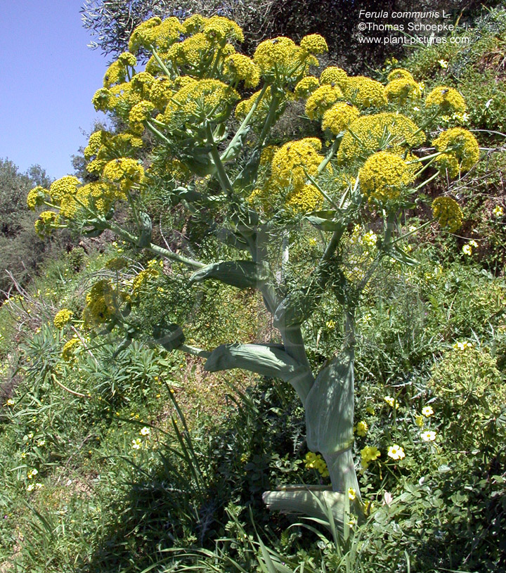 Ferula 